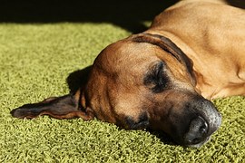 Why is my dog lethargic and why won't he eat?