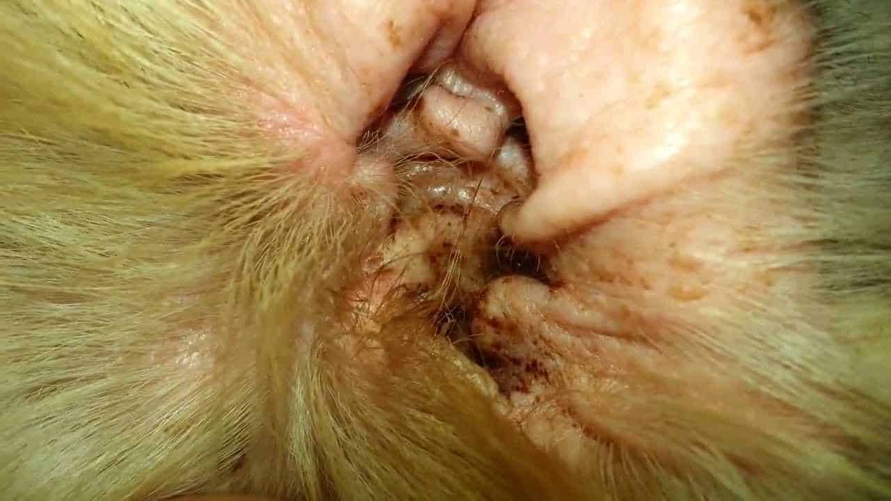 What is a treatment for dog ear mites?