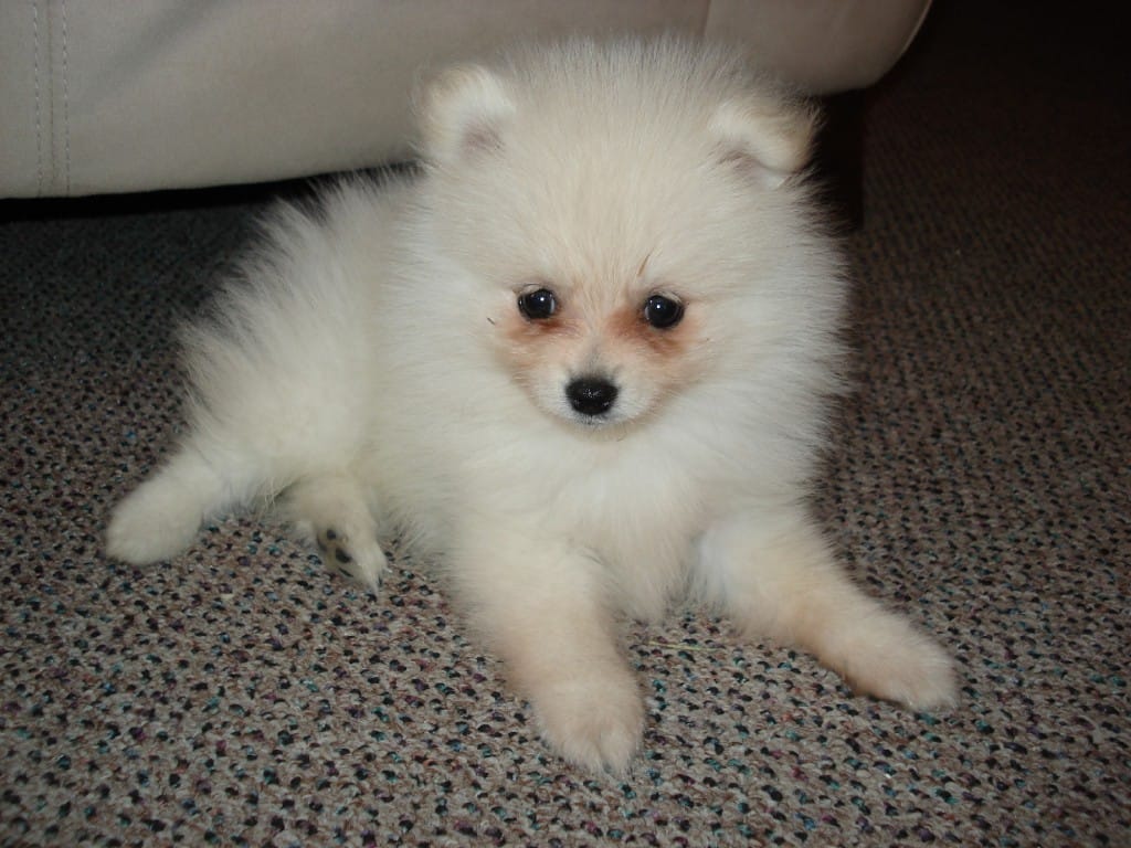 Dog Tear Stains On White Dog Face Puppy Remover Products Natural
