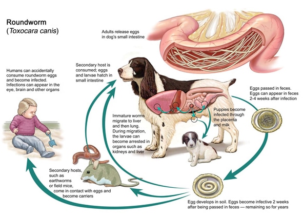 Can People Get Worms from Dogs; Tapeworms, Roundworms ...