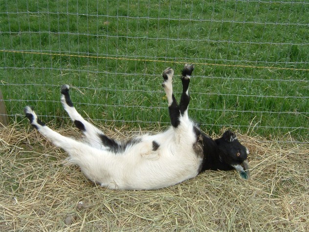 Image result for fainting goat gif