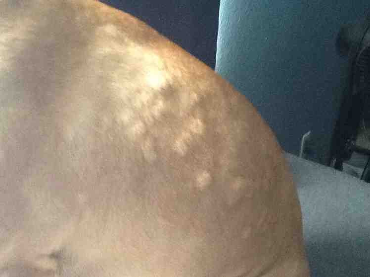 What Are These Bumps On My Dogs Skin Images And Photos Finder