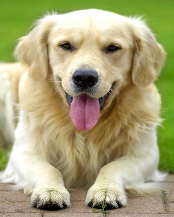 Panting in Dogs Causes, at Night, in Older Dogs, After Giving Birth and