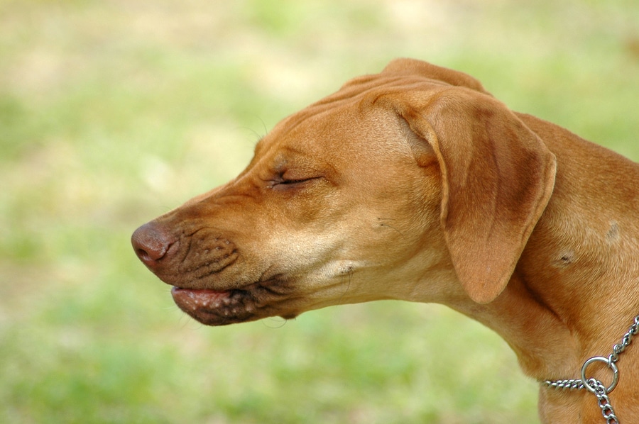 what causes dog seizures