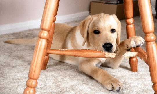how to stop dog chewing furniture, wood and its paws | dogs, cats, pets