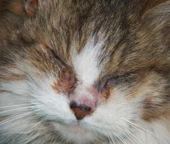 Are there any home remedies for a cat with an eye infection?