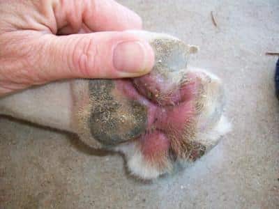 Image result for dog yeast infection paw