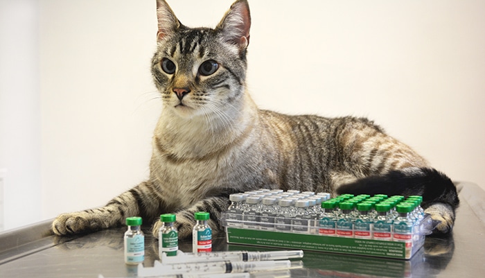 Vaccines for Cats, Types of Feline Vaccines, Vaccination Schedule, Side