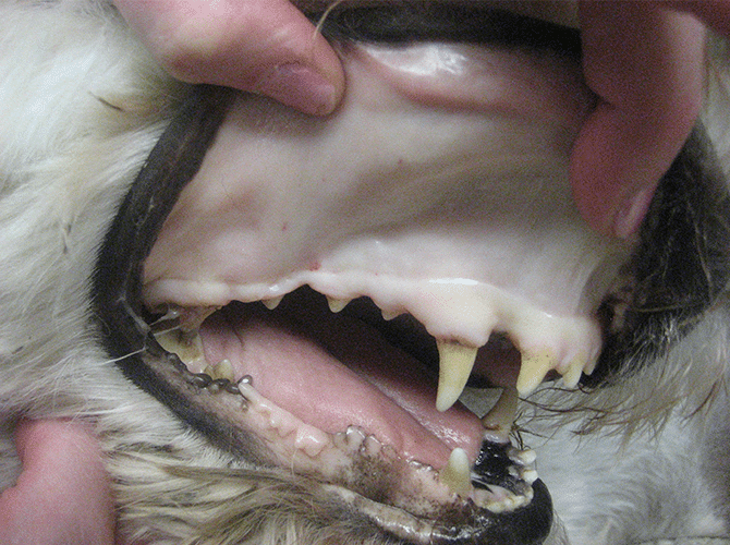 Pale Gums in Dogs and Lethargic Causes and Treatment of White Gums in