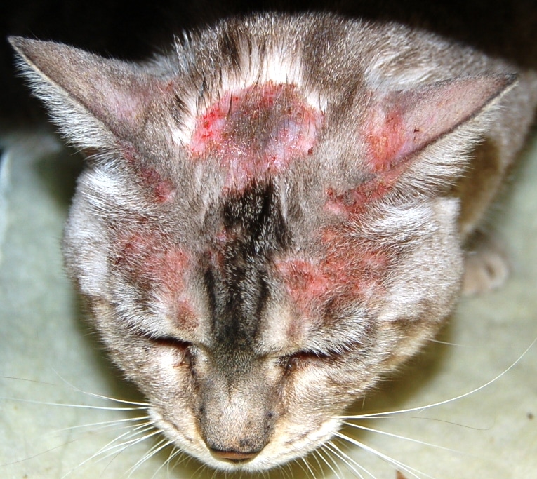 Cat Miliary Dermatitis Causes, Symptoms & Home Remedies Dogs, Cats, Pets