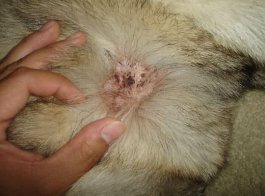 Scabs on Dog (Crusty, Raised, Black, Dry) on Ears, Back, Head, Tail