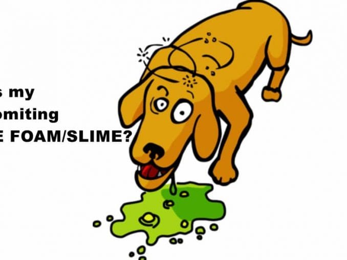 Why Do Dogs Smell Your Crotch? Reasons & What to Do Dogs, Cats, Pets