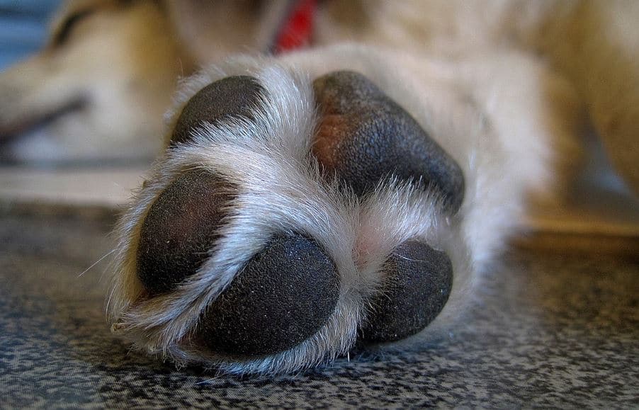Why is My Dog’s Paw Bleeding? Causes & How to Stop Bleeding Dogs