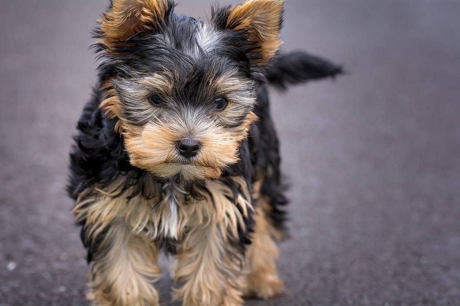 Dog Breed Guide Yorkshire Terrier Dogs, Cats, Pets